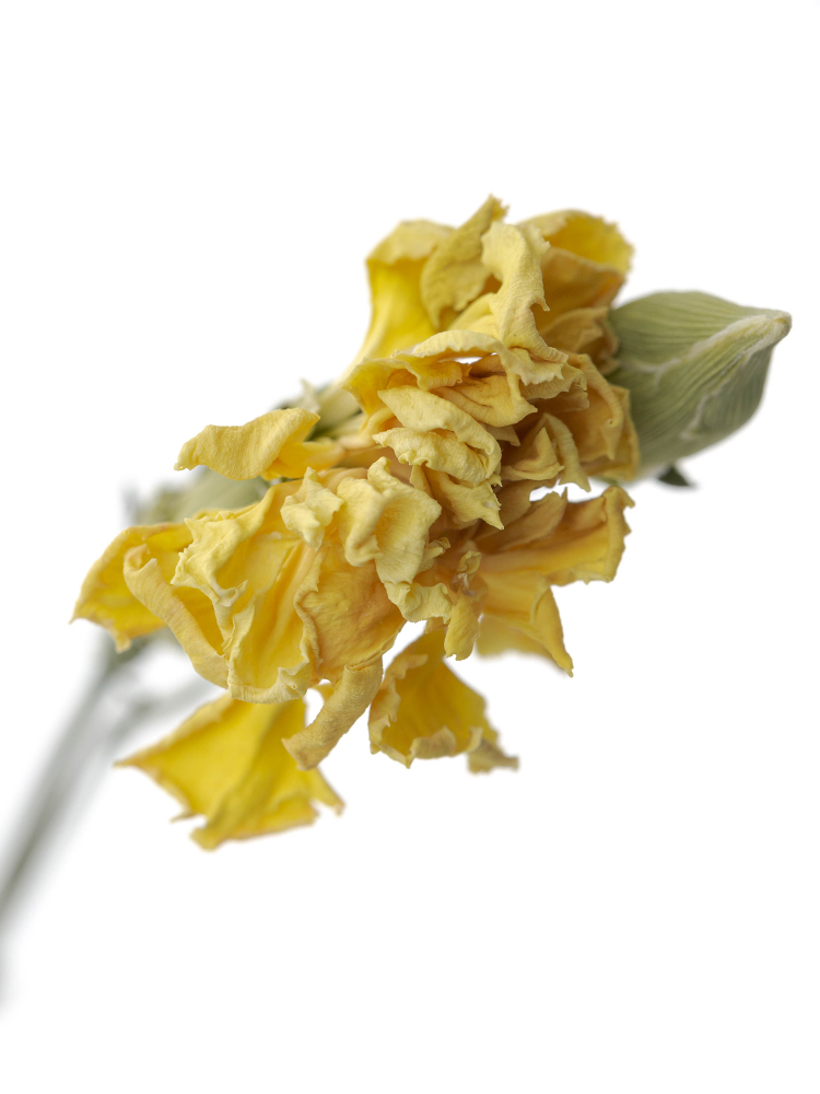 【ドライ】スプレーカーネーション イエローカスタードの花アップ