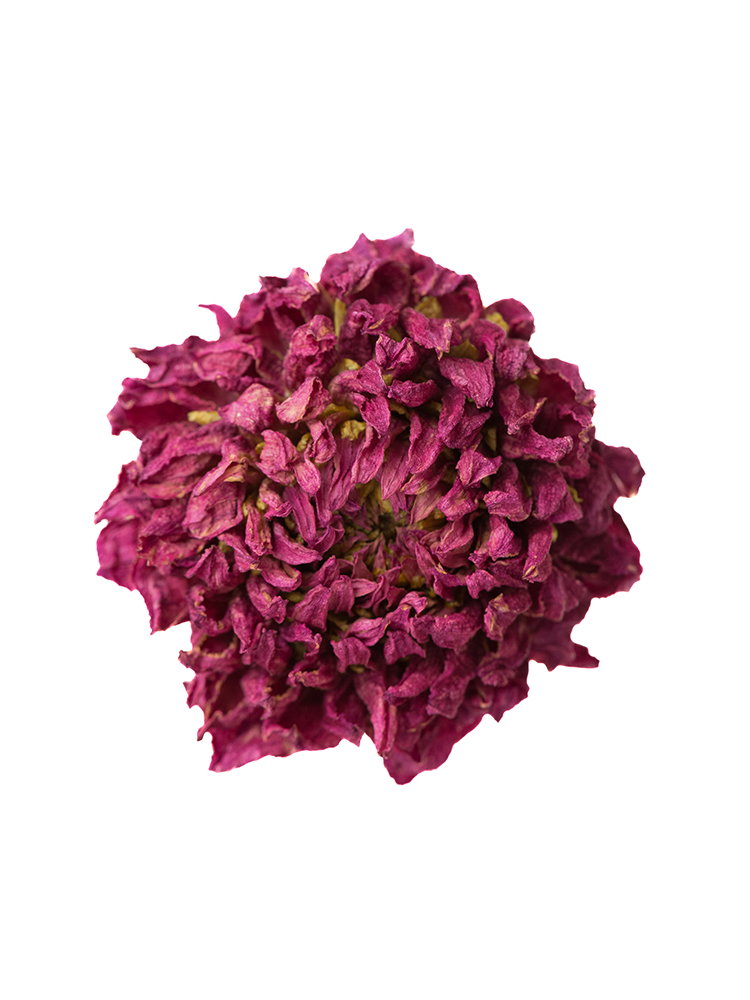 【ドライ】ダリア　朝日てまりの花アップ