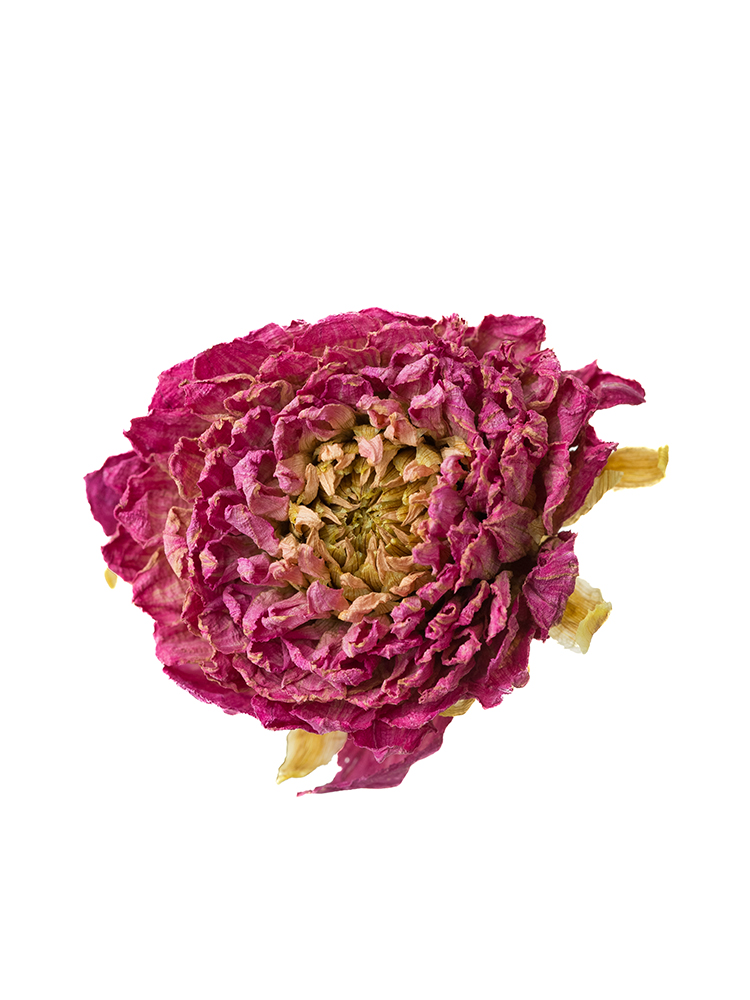 【ドライ】ダリア　ミッチャンの花アップ