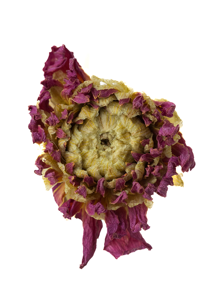 【ドライ】ダリア(ピンク)　品種おまかせの花アップ