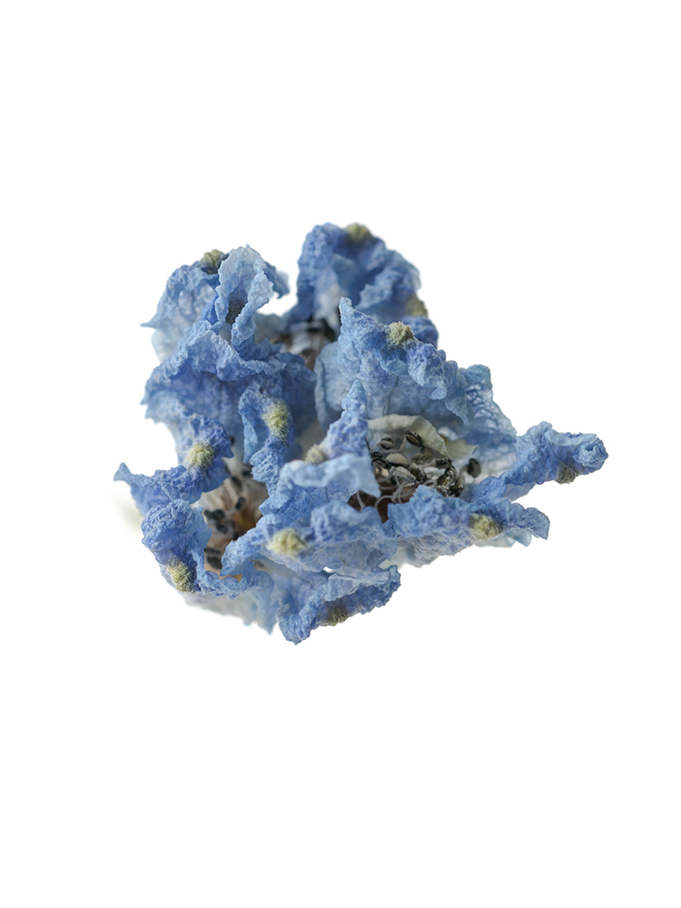 【ドライ】スプレーデルフィニウム　プラチナブルーの花アップ