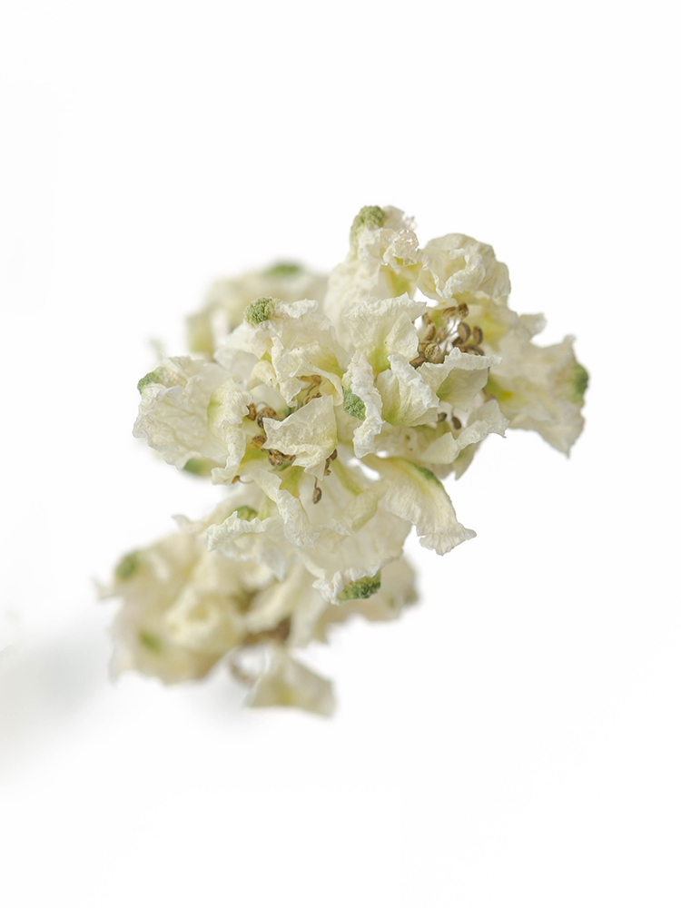 【ドライ】スプレーデルフィニウム　ピクシーホワイトの花アップ