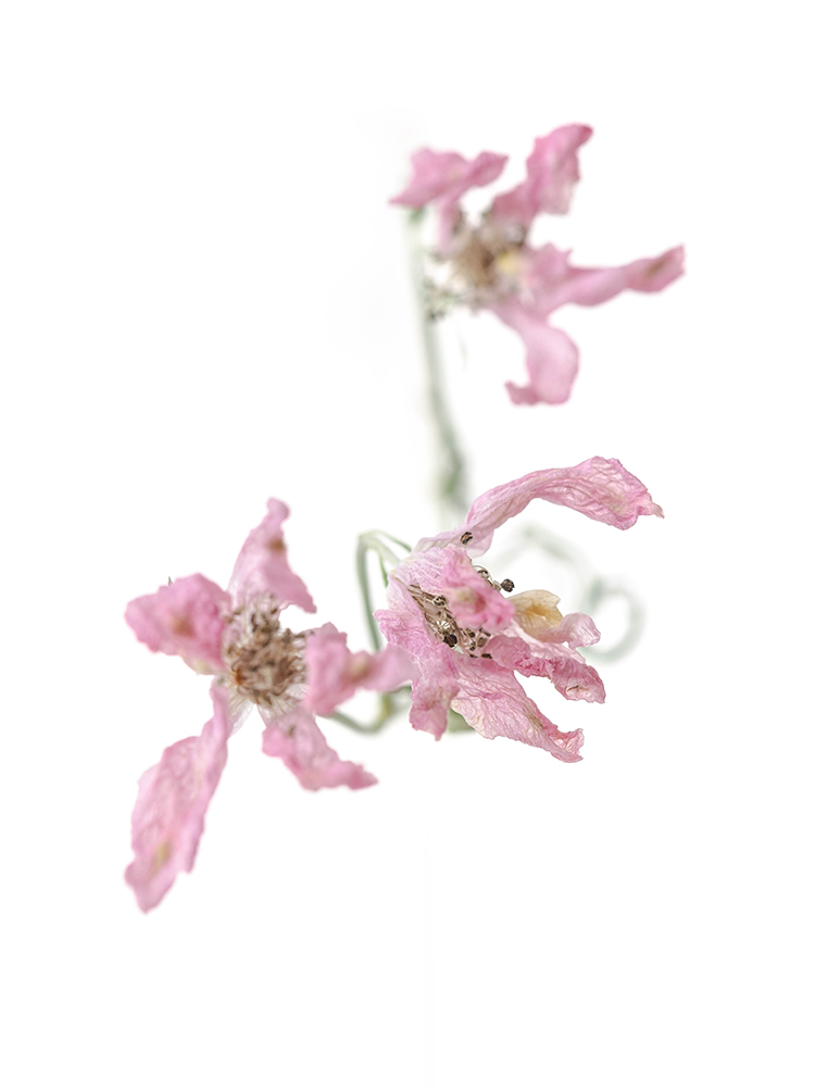 【ドライ】スプレーデルフィニウム スーパーハッピーの花アップ