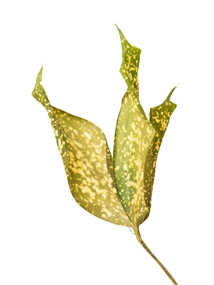 【ドライ】ドラセナ　ゴッドセフィアナの花アップ