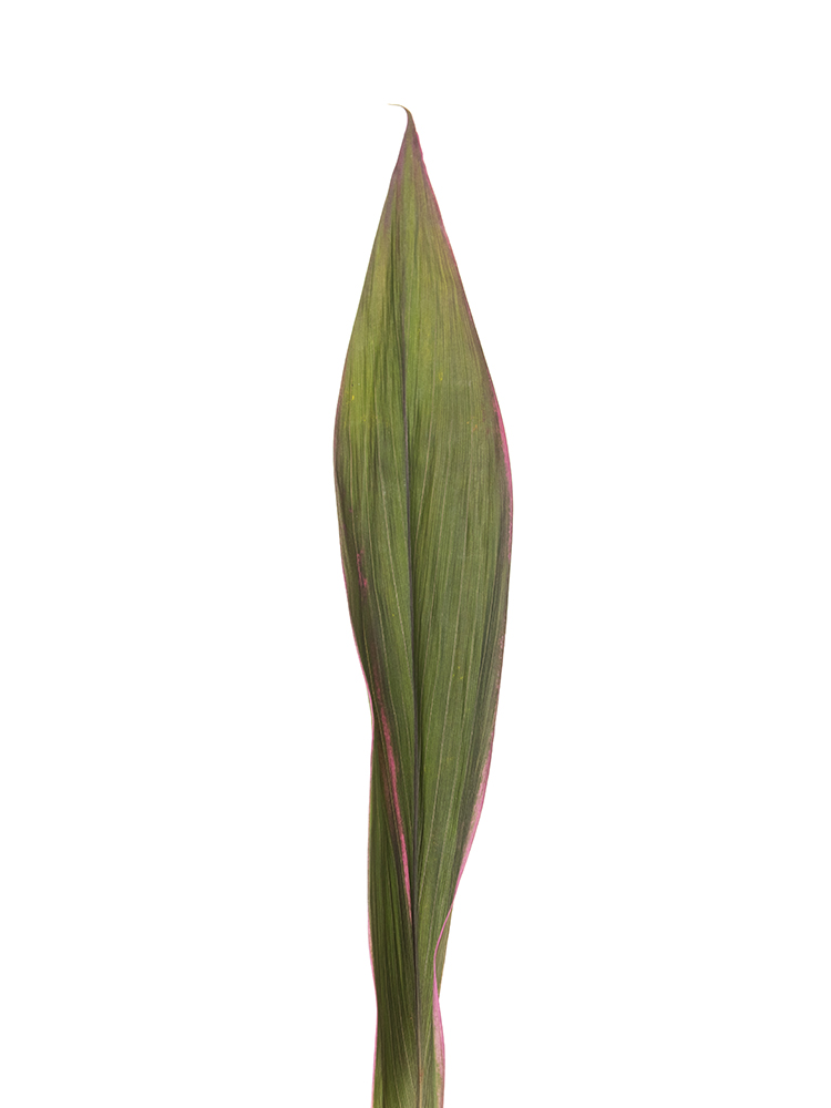 【ドライ】ドラセナ コーディラインレッドの花アップ