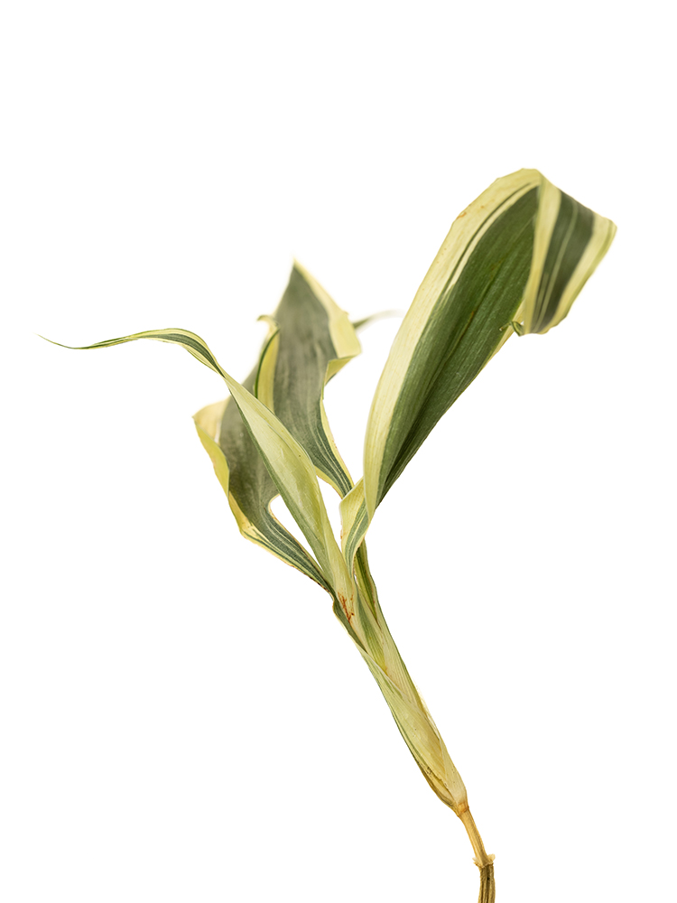 【ドライ】ドラセナ　サンデリーアーナホワイトの花アップ