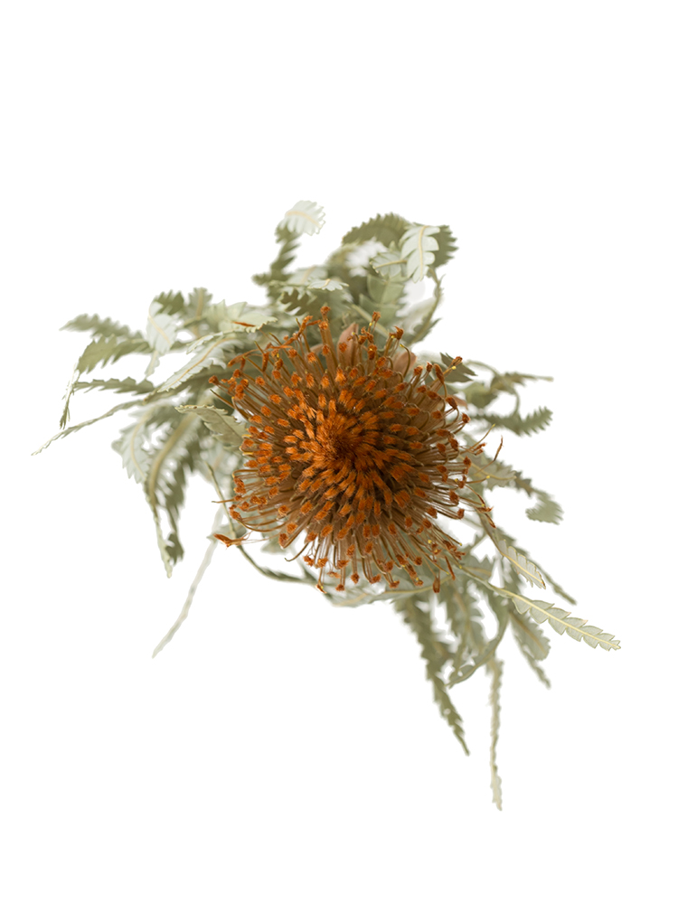 【ドライ】ドライアンドラ フォルモーサの花アップ