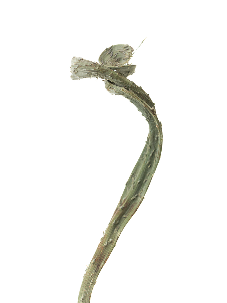 【ドライ】エニシダ　セッカエニシダの花アップ