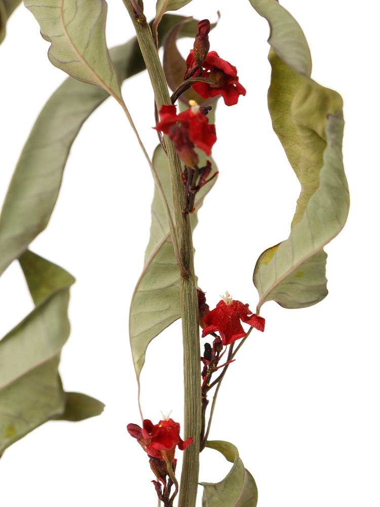 【ドライ】ユーフォルビア(フルゲンス)赤　品種おまかせの花アップ