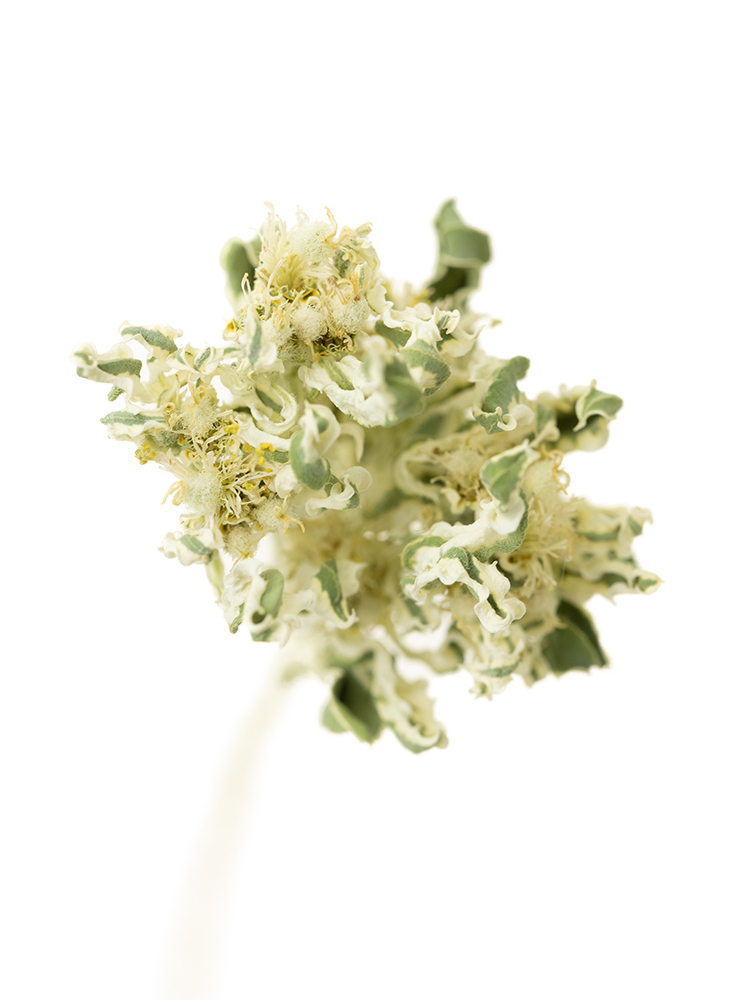 【ドライ】ユーフォルビア 初雪草の花アップ