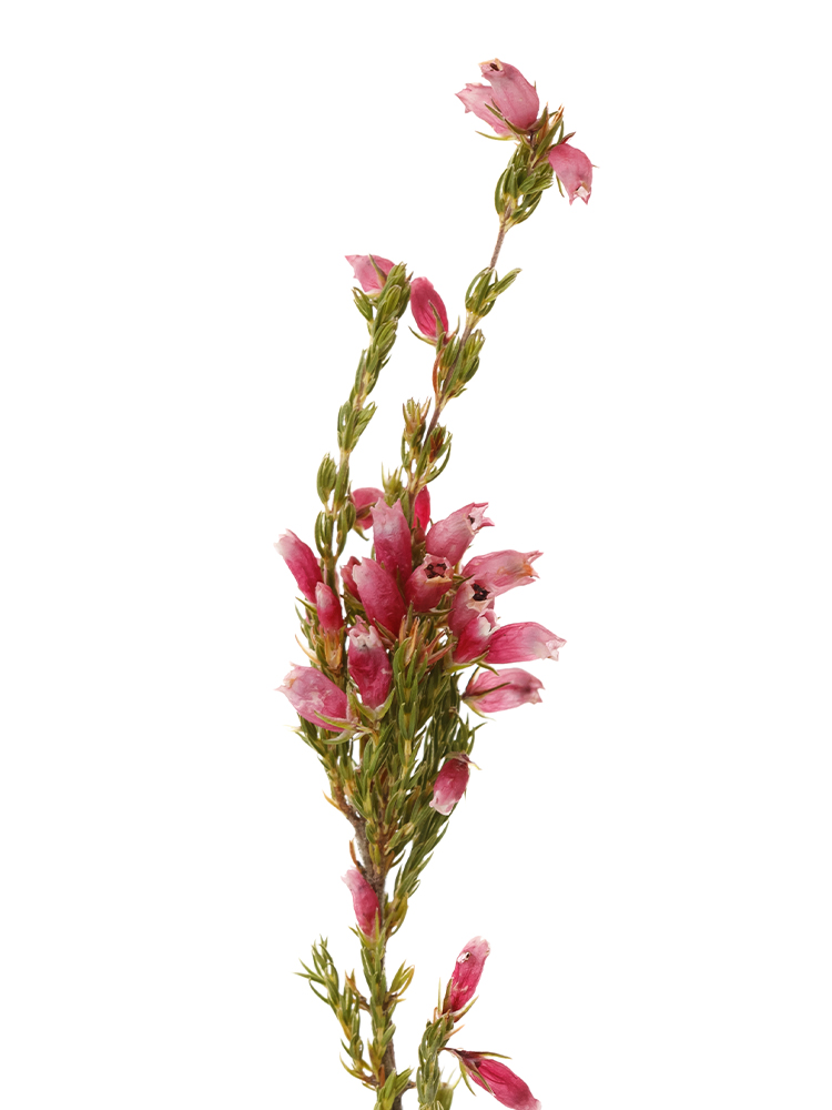 【ドライ】エリカ　エリカバカンスの花アップ