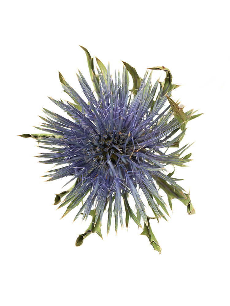 【ドライ】エリンジューム　マグネータの花アップ