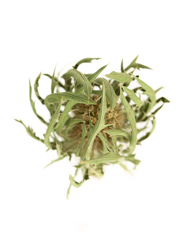 【ドライ】エリンジューム　シリウスクエスターの花アップ