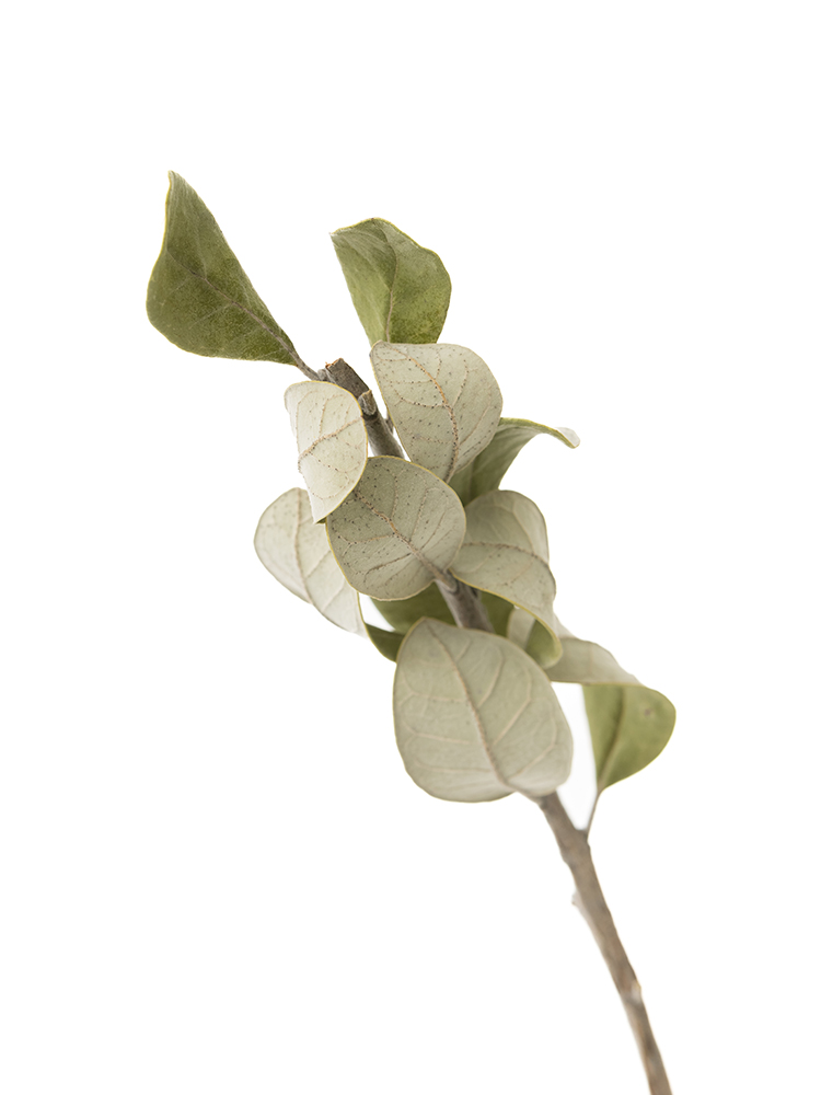 【ドライ】フェイジョア　品種おまかせ(緑)の花アップ