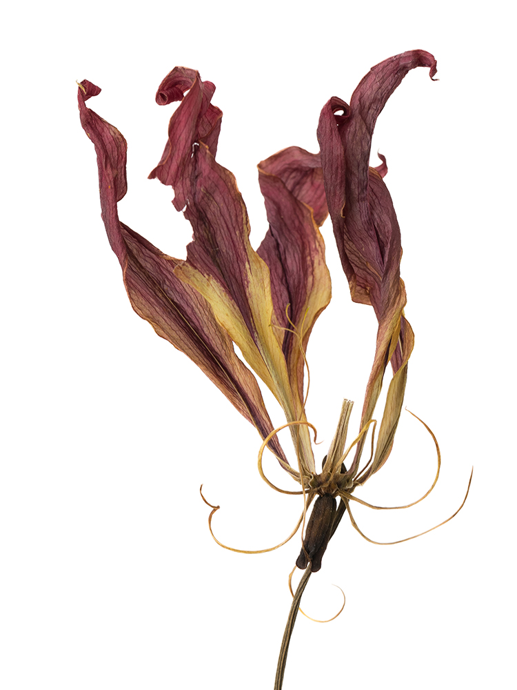 【ドライ】グロリオサ　サザンウィンドの花アップ