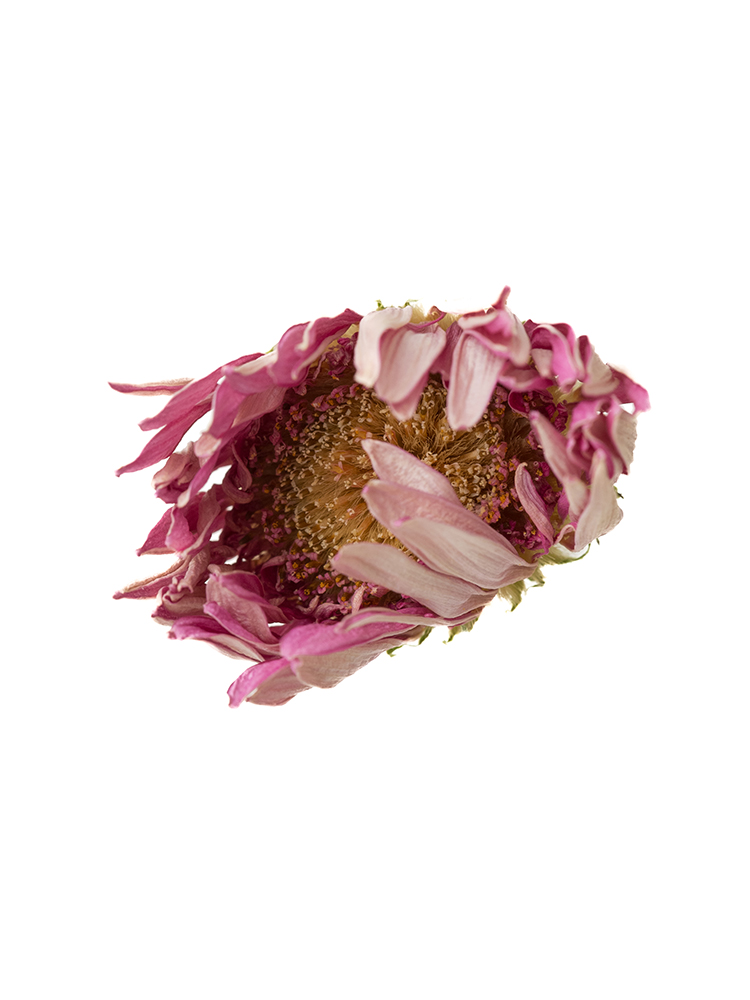 【ドライ】ガーベラ(ピンク)　品種おまかせの花アップ