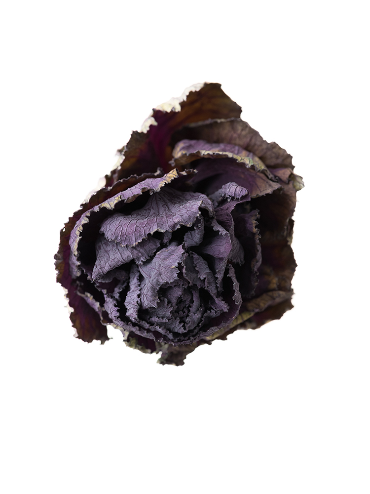 【ドライ】ハボタン(紫)　品種おまかせの花アップ