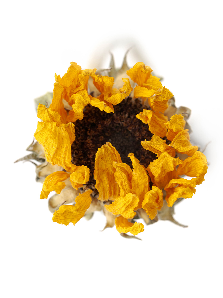 【ドライ】ヒマワリ ビンセントタンジェリンの花アップ