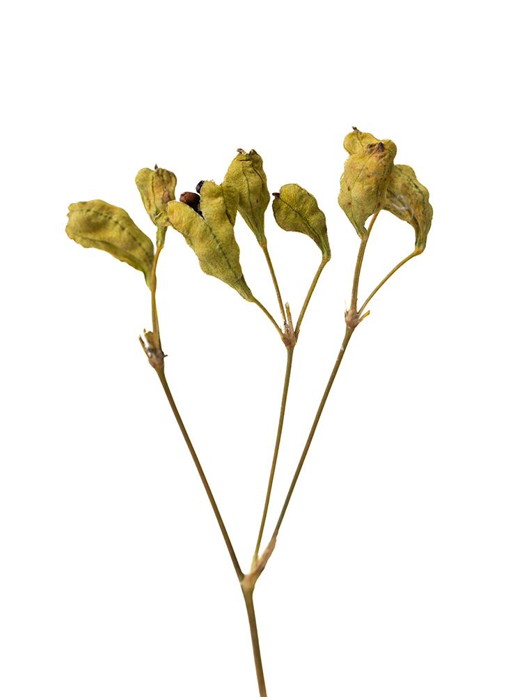 【ドライ】ヒオウギ(緑)　品種おまかせの花アップ