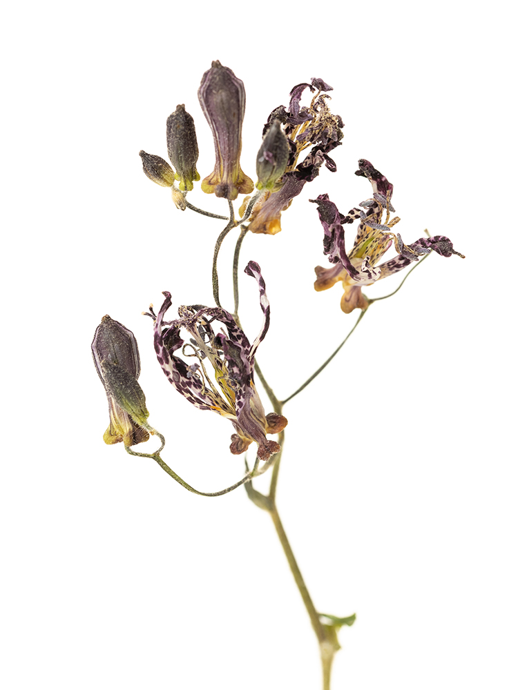 【ドライ】ホトトギス シノノメの花アップ