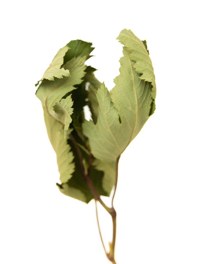 【ドライ】キイチゴ ベビーハンズの花アップ