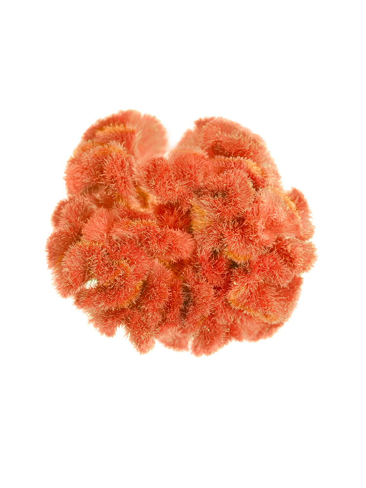 【ドライ】ケイトウ　クルメオレンジの花アップ