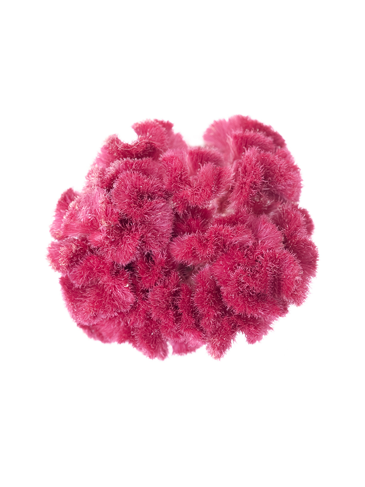 【ドライ】ケイトウ　クルメピンクの花アップ