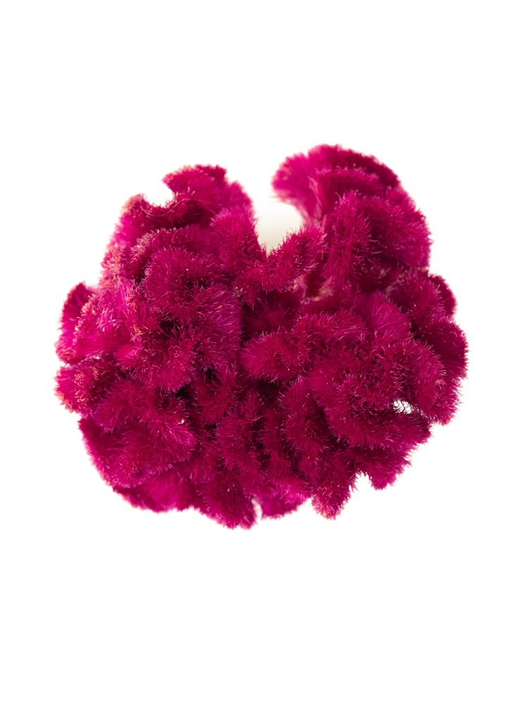 【ドライ】ケイトウ クルメアカジクの花アップ