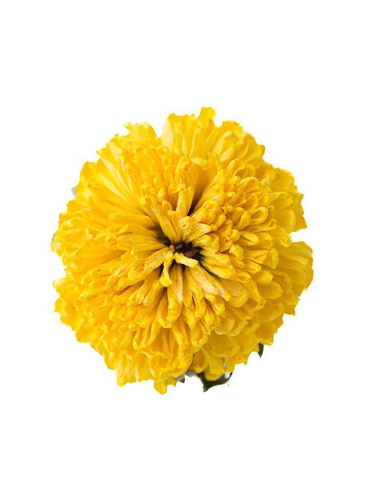 【ドライ】菊(ピンポンマム)(黄)　品種おまかせの花アップ