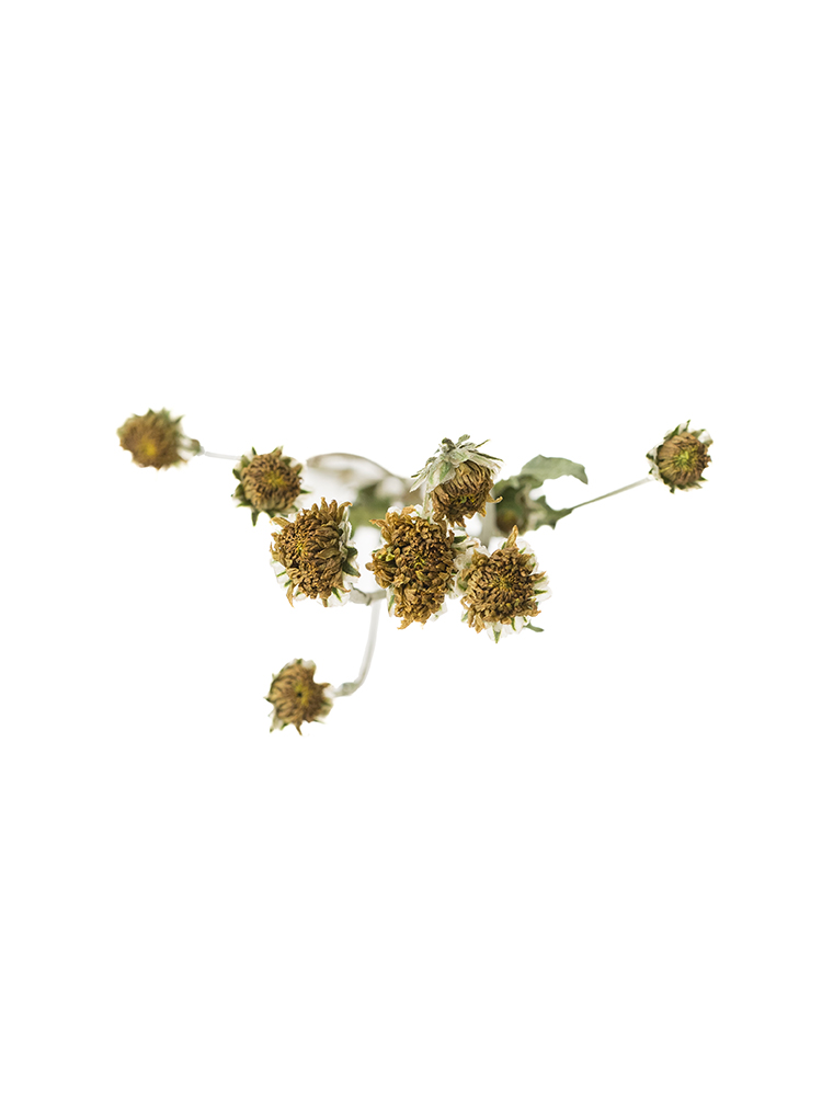 【ドライ】スプレー菊(緑)　品種おまかせの花アップ