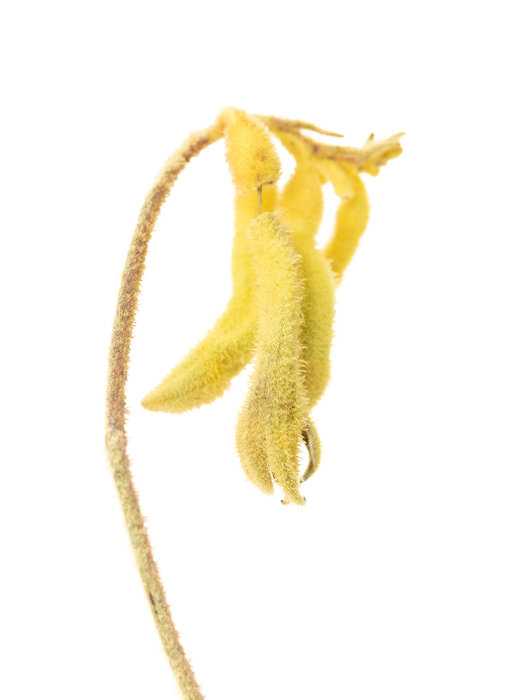 【ドライ】カンガルーポー カンガルーイエローの花アップ