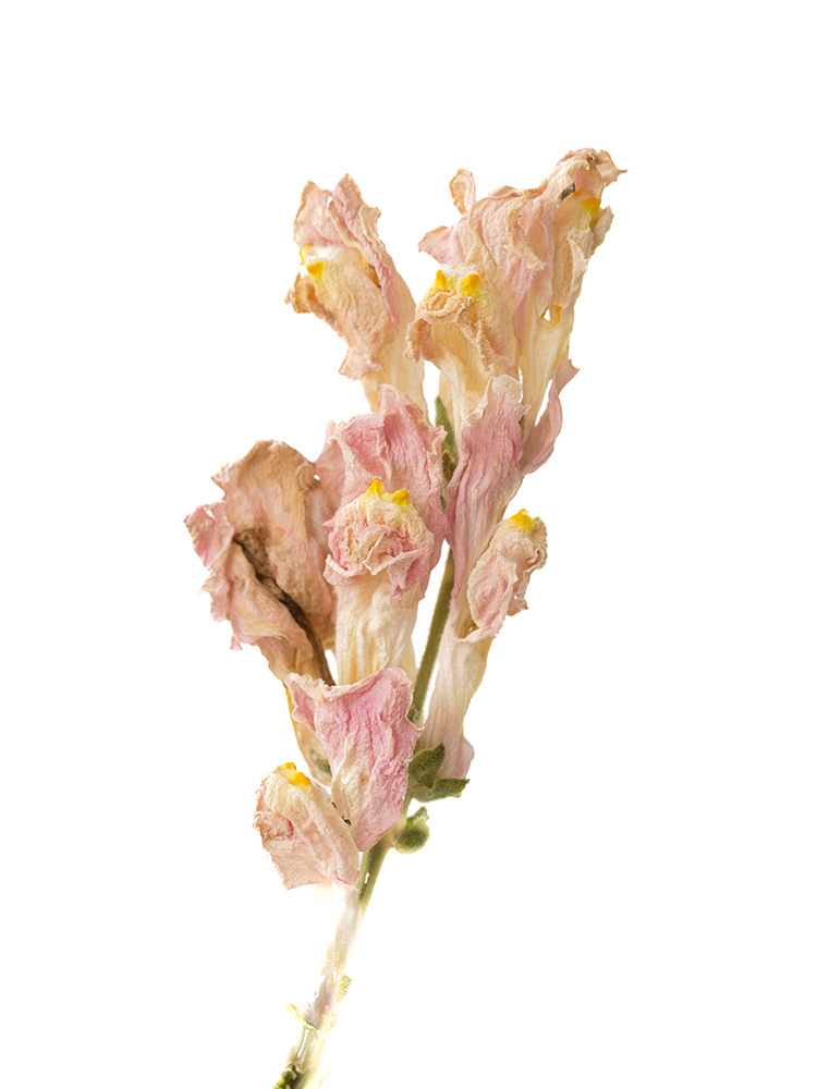 【ドライ】キンギョソウ(スナップ)(薄ピンク)　品種おまかせの花アップ