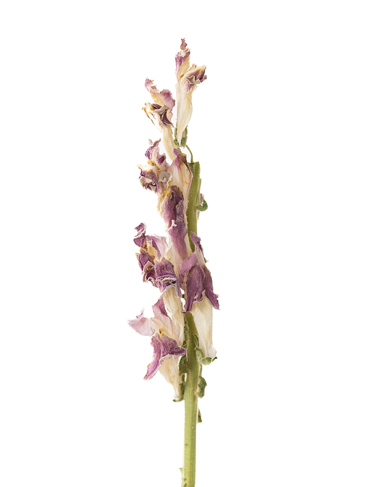 【ドライ】キンギョソウ(スナップ)(薄紫)　品種おまかせの花アップ