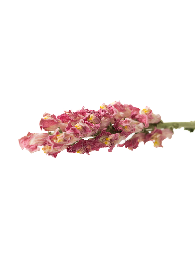 【ドライ】キンギョソウ(スナップ)(ピンク)　品種おまかせの花アップ