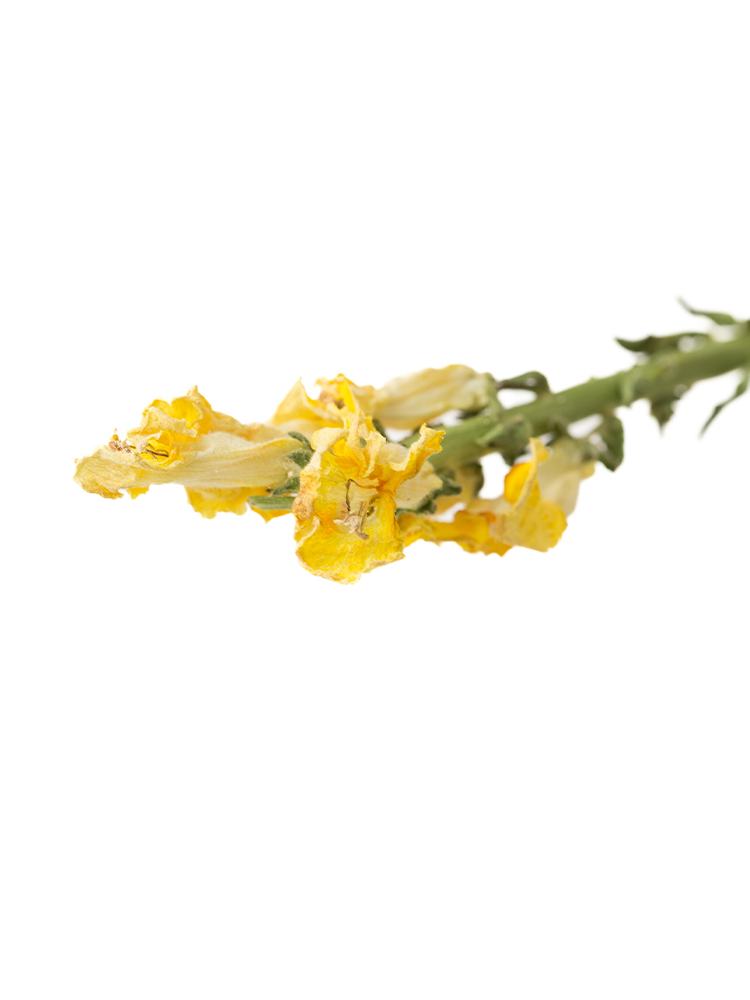 【ドライ】キンギョソウ(スナップ)(黄)　品種おまかせの花アップ