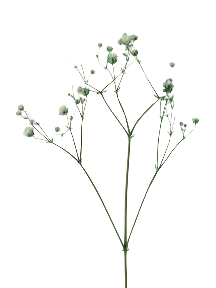 【ドライ】カスミソウ(染め)グリーン　品種おまかせの花アップ