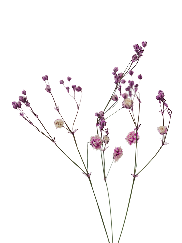 【ドライ】カスミソウ(染め)ピンク　品種おまかせの花アップ