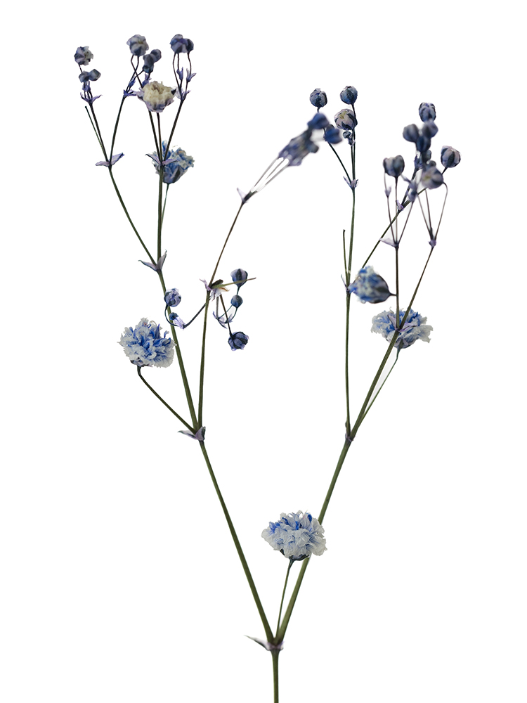 【ドライ】カスミソウ(染め)ラベンダー　品種おまかせの花アップ