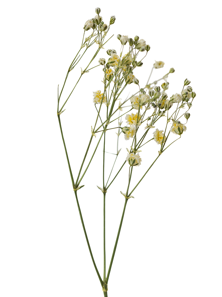 【ドライ】カスミソウ(染め)イエロー　品種おまかせの花アップ