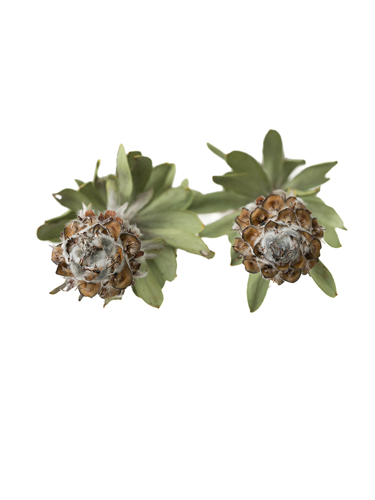 【ドライ】リューカデンドロン　ビューベセンスの花アップ