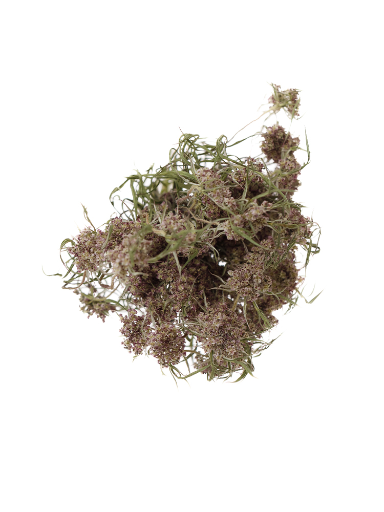 【ドライ】レースフラワー　ダウカスボルドーの花アップ