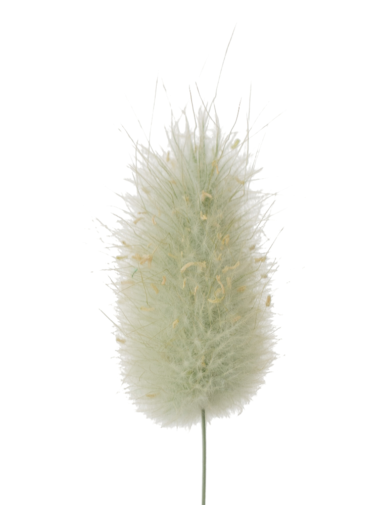 【ドライ】ラグラス　バニーテールの花アップ