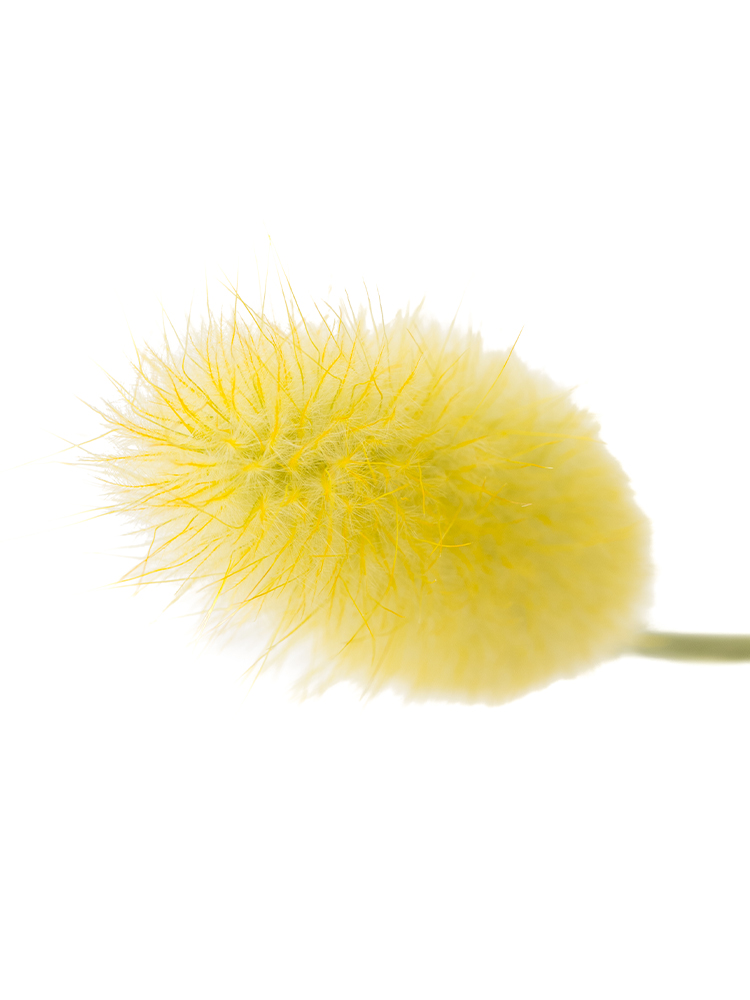 【ドライ】ラグラス(黄)　品種おまかせの花アップ