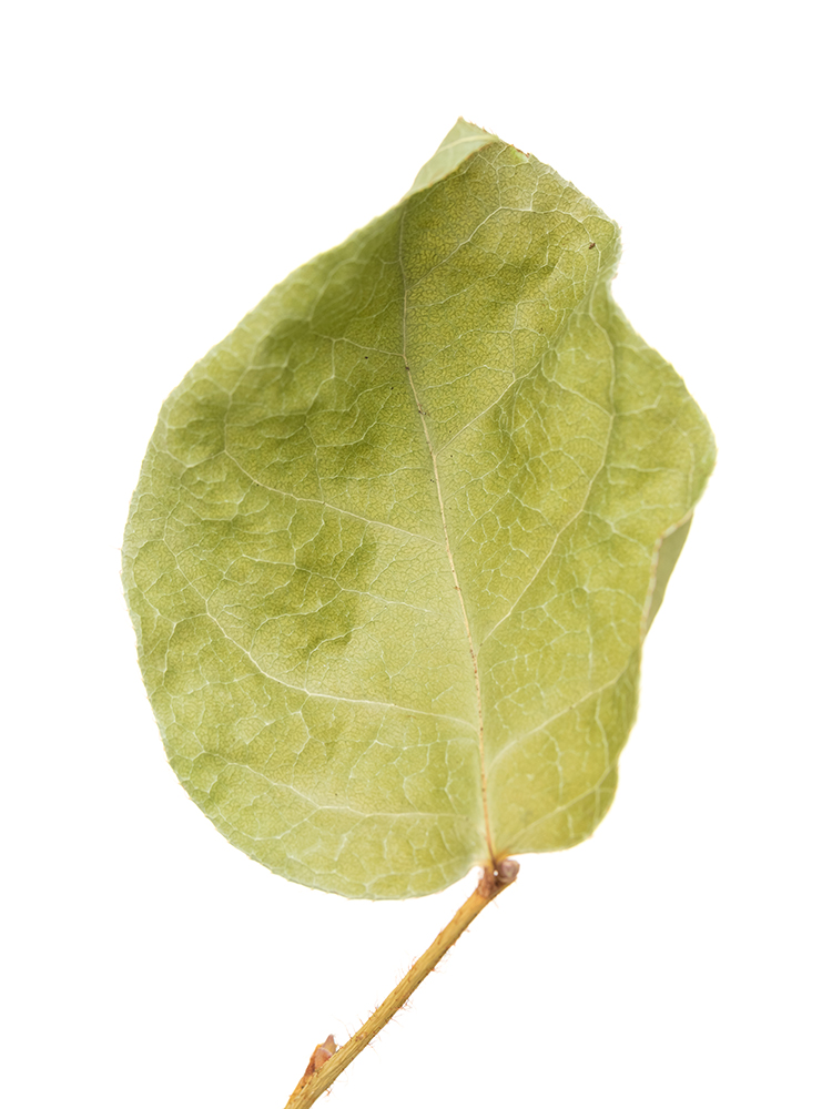 【ドライ】レモンリーフ　チップスの花アップ