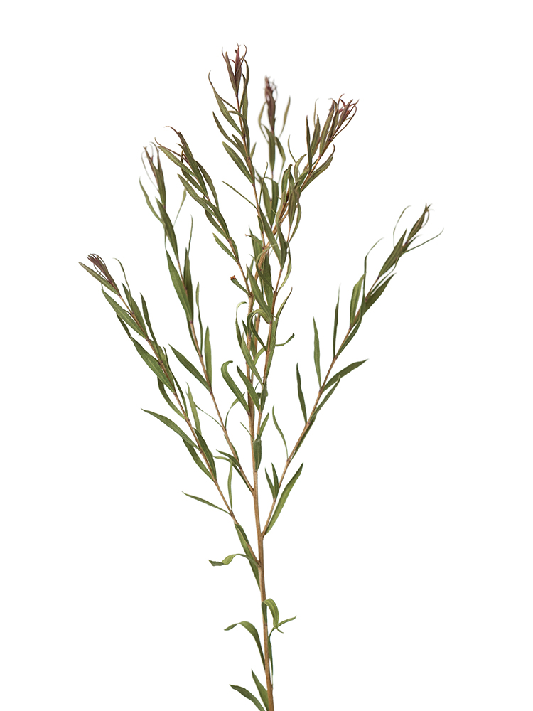 【ドライ】メラレウカ　レッドジェムの花アップ