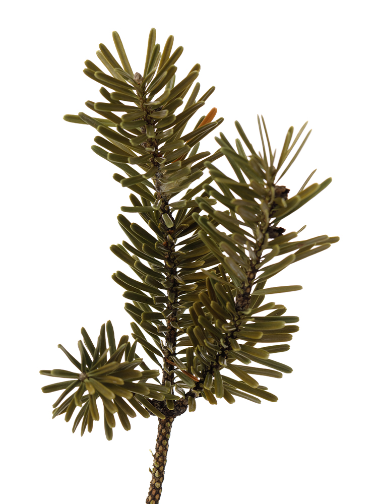 【ドライ】モミ枝の花アップ