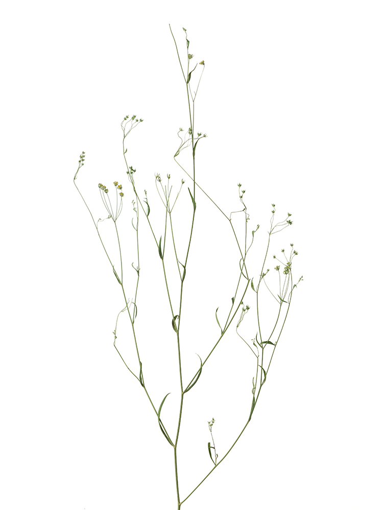 【ドライ】ミシマサイコの花アップ