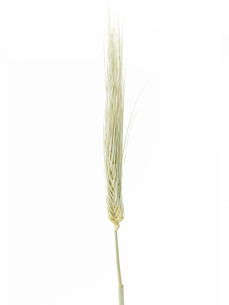 【ドライ】麦　品種おまかせ(緑)の花アップ