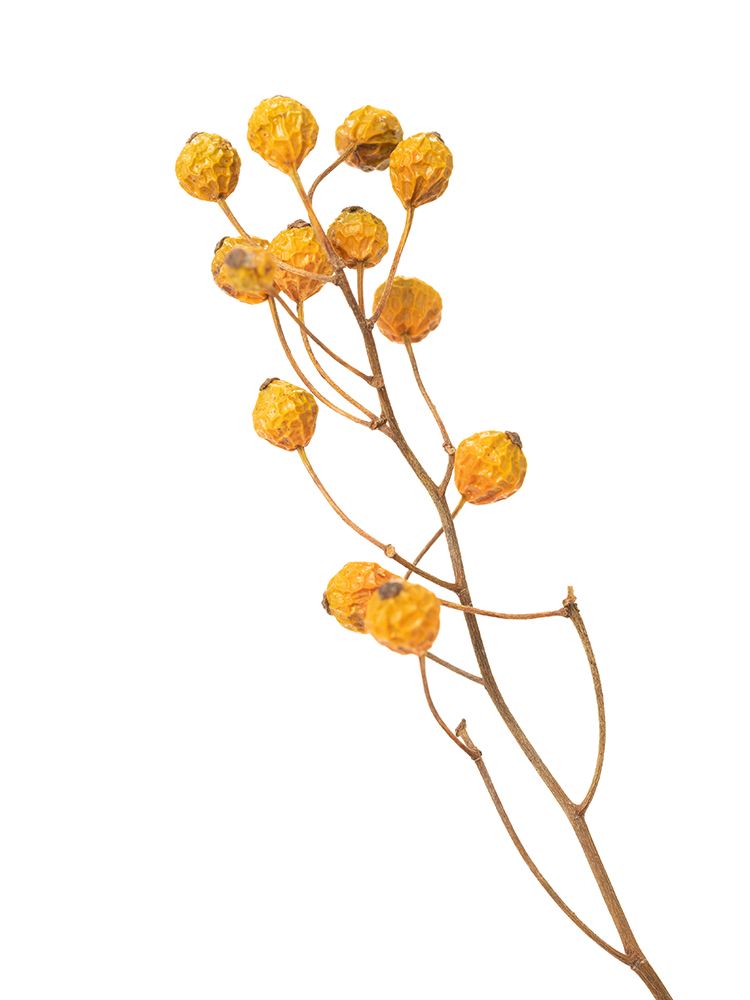 【ドライ】野ばら　品種おまかせ(オレンジ)の花アップ