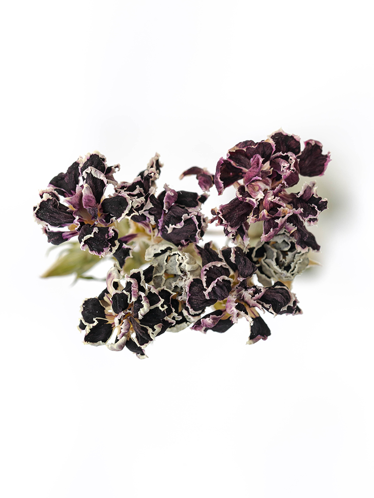 【ドライ】ナデシコ(ダイアンサス)　ブラックジャックの花アップ